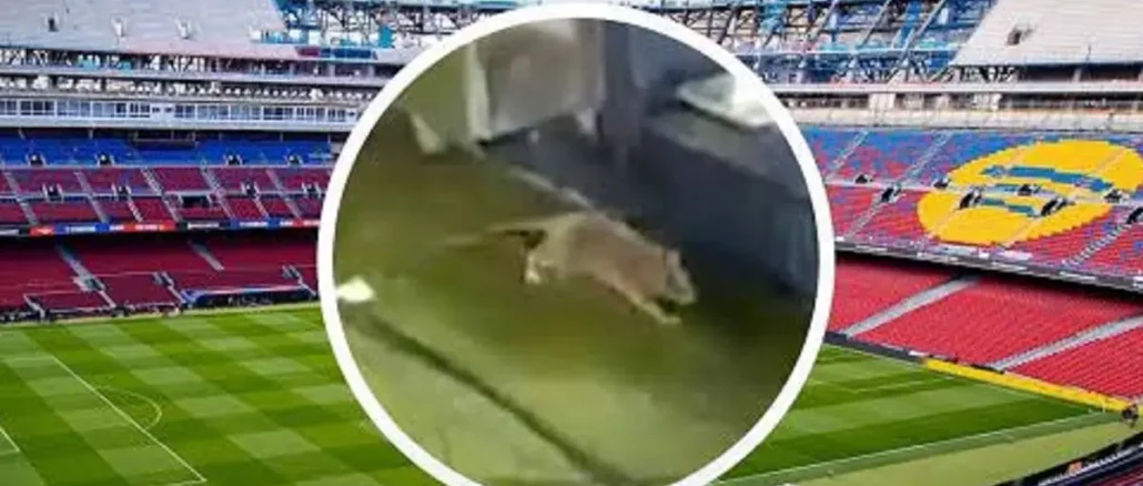 Polémica en Barcelona por la aparición de ratas en el césped del Camp Nou